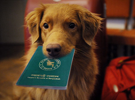 Pet Passport Service